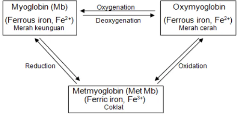 Gambar 3. Perubahan myoglobin pada daging segar             (Eskin 1990) 