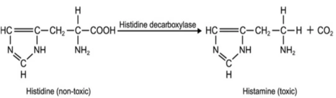 Gambar 5. Reaksi perubahan histidin menjadi histamin     (McLauchlin et al. 2005) 
