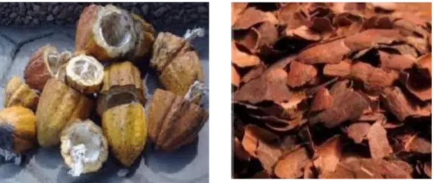 Gambar 2.2 Kulit Buah Coklat (a) Basah dan (b) Setelah di Keringan 