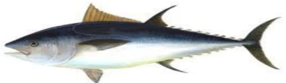 Gambar 1. Ikan tuna (Thunnus sp.) 