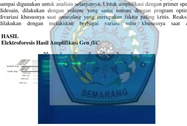 Gambar 1. Amplifikasi gen fliC menggunakan Primer LPW 1857 pada agarose 2% (M) Marker, (1) S