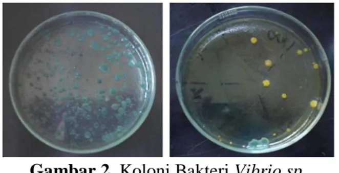 Gambar 2. Koloni Bakteri Vibrio sp. 