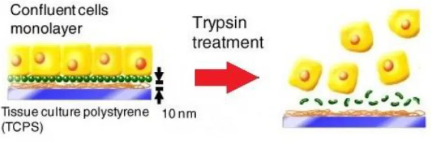 Gambar 2. Disosiasi sel dengan trypsin 21