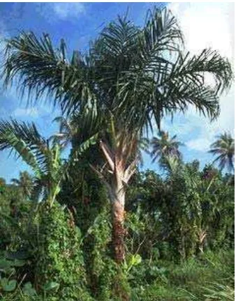 Gambar 1. Pohon Sagu (Metroxylon sp.) 