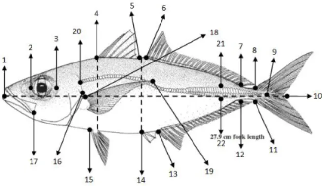 Gambar 1.  Pengukuran morfometri terhadap 22tanda   (landmark) pada tubuh ikan sampel (Modifikasi : Syaifullah  et al., 2015; Wiadnya et al.,  2015) 