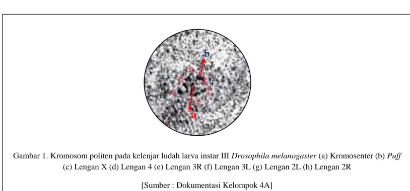 Gambar 1. Kromosom politen pada kelenjar ludah larva instar III Drosophila melanogaster (a) Kromosenter (b) Puff  (c) Lengan X (d) Lengan 4 (e) Lengan 3R (f) Lengan 3L (g) Lengan 2L (h) Lengan 2R 
