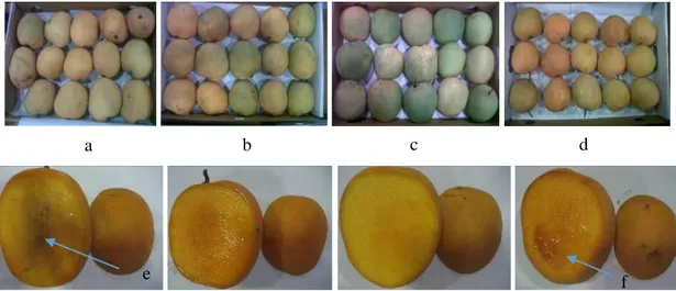 Gambar 6.   Profil kerusakan buah  mangga cv. Gedong setelah penyimpanan dingin selama 28 hari  pada  perlakuan  kontrol  (a);  pelilinan (b);  perendaman  dalam  ekstrak  lengkuas (c);  dan  perendaman  air  panas  (d);  gejala  serangan  mikroba  dari  b