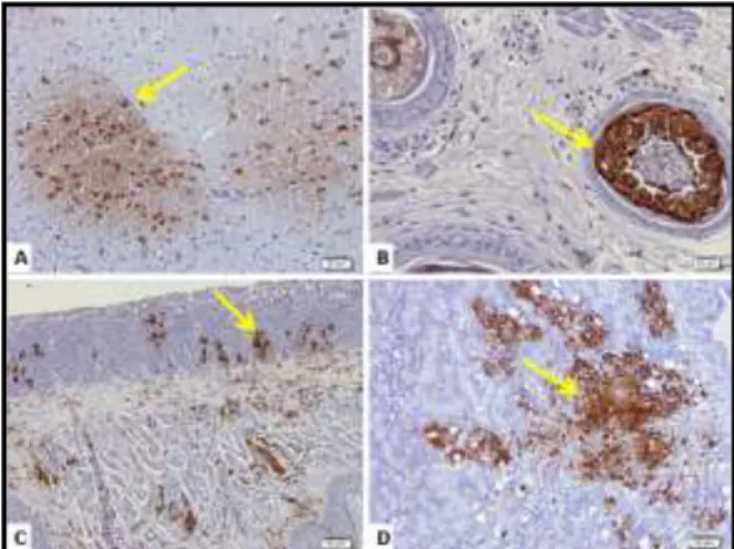 Gambar 3:  Distribusi  antigen  pada  organ  itik:  otak  (A), folikel  bulu  (B),  konjungtiva  mata  (C)  dan  pankeas  (D)