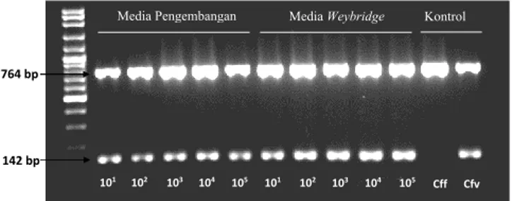 Gambar 5.  Hasil Uji multiplex PCR Cfv yang tumbuh pada  media pengembangan dan media Weybridge
