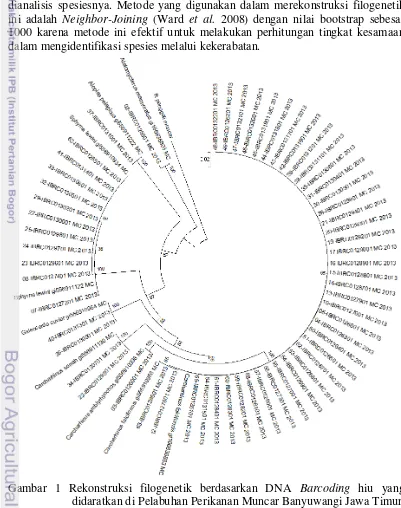Gambar 1 Rekonstruksi filogenetik berdasarkan DNA Barcoding hiu yang 