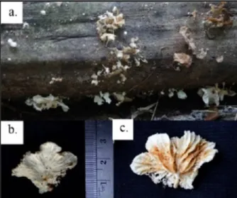 Gambar 3. Karakteristik makroskopis Maramius sp.1: (a) cara  tumbuh, (b) tubuh buah, (c) lamela