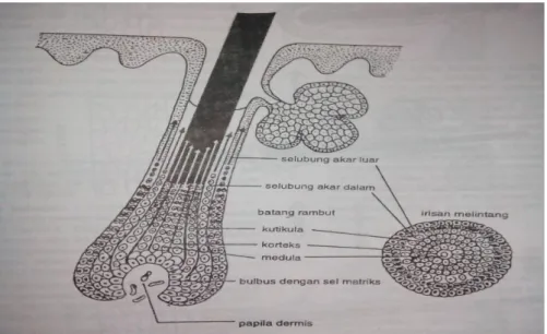 Gambar 3. Anatomi folikel rambut (Djuanda, 2007) 