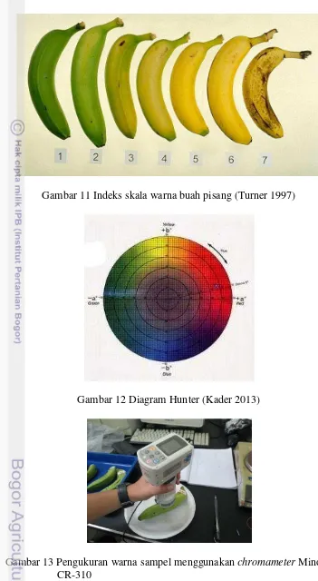 Gambar 11 Indeks skala warna buah pisang (Turner 1997)  