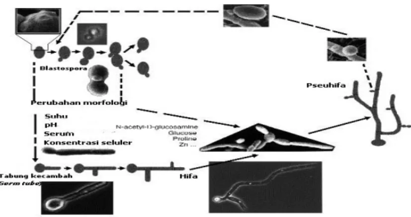 Gambar 1 Pertumbuhan dimorfik Candida albicans (Molero et al. 1998) 