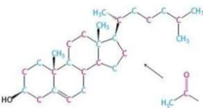 Ilustrasi 4. Struktur Kimia Kolesterol (Berg dan Scherer, 2012) 