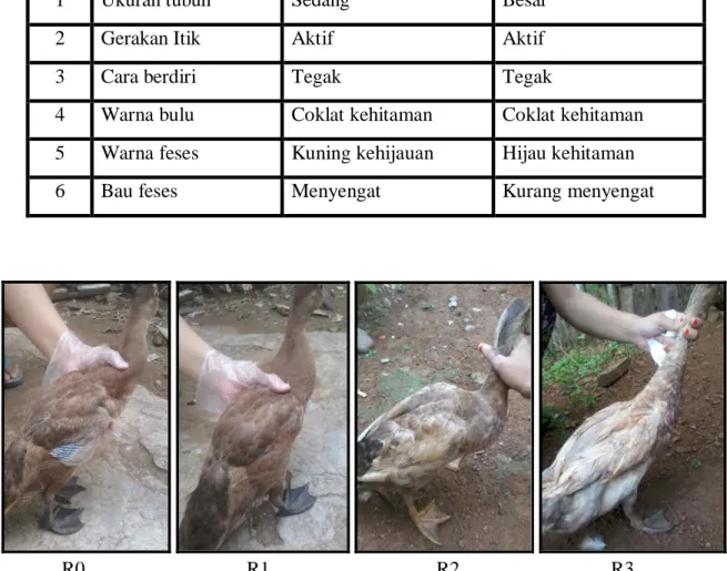 Tabel 1. Hasil Pengamatan Penampilan Itik Pedaging 