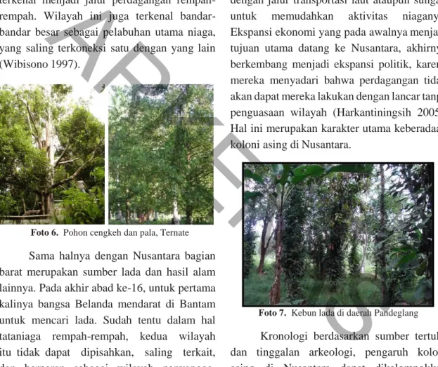 Foto 6.  Pohon cengkeh dan pala, Ternate 