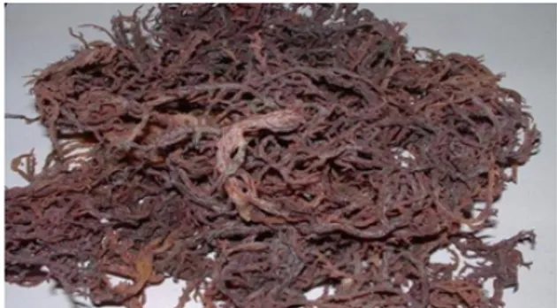Gambar 2. Rumput laut Kappaphycus alvarezii kering Rendemen  karaginan  yang  dimaksud  dalam   pene-litian  ini  adalah  berat  karaginan  yang  terkandung dalam  rumput  laut  kering dan dinyatakan  dalam persen