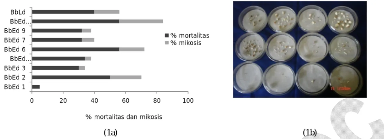 Gambar 1. Persentase mortalitas dan mikosis pada ulat H. armigera setelah diperlakukan dengan berbagai strain jamur B