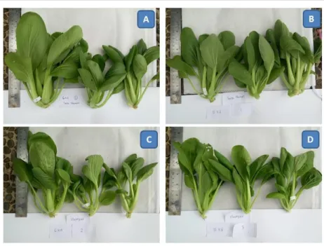 Gambar 1. Performa tanaman pakcoy (A) tanpa naungan 6X4, (B) tanpa naungan 10X6, (C)  naungan 6X4, dan (D) naungan 10X6 