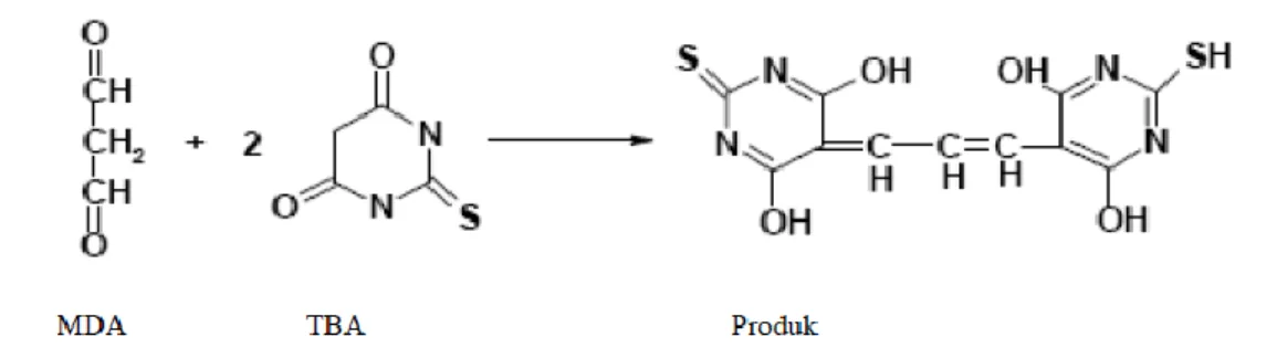 Ilustrasi  5.  Reaksi  Malondialdehid  (MDA)  dan  Tiobarbiturat  Acid  (TBA)  (Marhaen, 2004) 