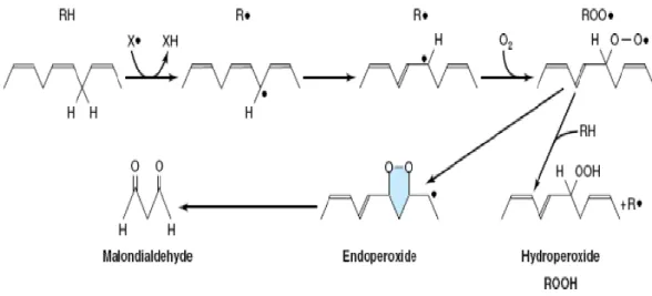 Ilustrasi  6.  Peroksidasi  Lemak  pada  Asam  lemak  Tak  Jenuh  Rantai  Panjang  (Lemos dkk., 2011) 