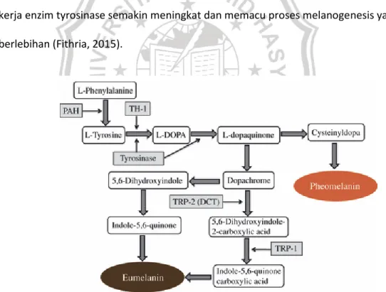 Gambar 2. Melanogenesis (Gillbro dan Olsson, 2011) 