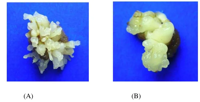 Gambar 3.  Perbedaan bentuk embrio somatik yang terbentuk pada kedua kultivar kacang tanah, (A) Kultivar Sima membentuk embrio somatik yang terlihat lebih kecil, bergerombol, dan banyak