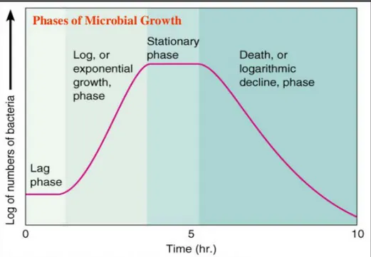 Gambar 2.9 Kurva Pertumbuhan Bakteri 