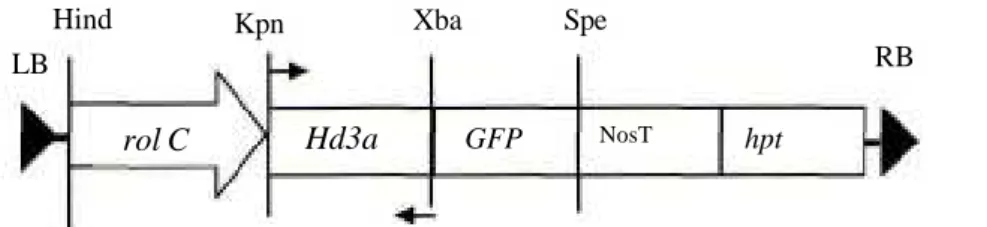 Gambar 1. Gen Hd3a pada T-DNA, LB: left border, RB: right border, rol C: promoter dari A