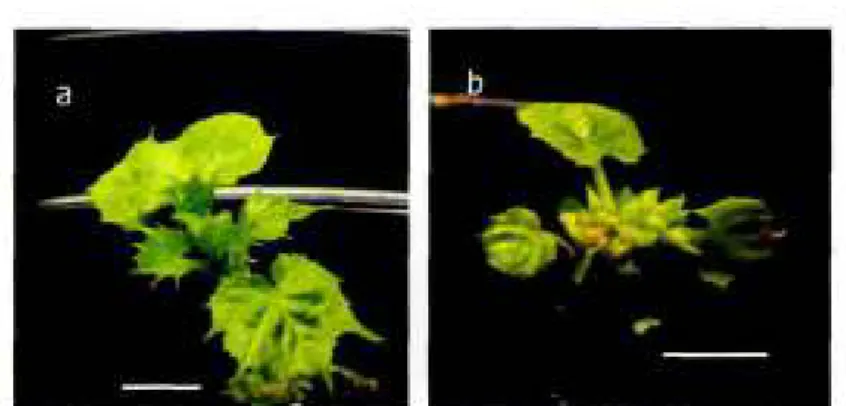 Gambar 4. Morfologi tanaman transgenik putatif berusia 5 minggu dengan pertumbuhan vegetatif (a) dan ciri pertumbuhan reproduktif (b)