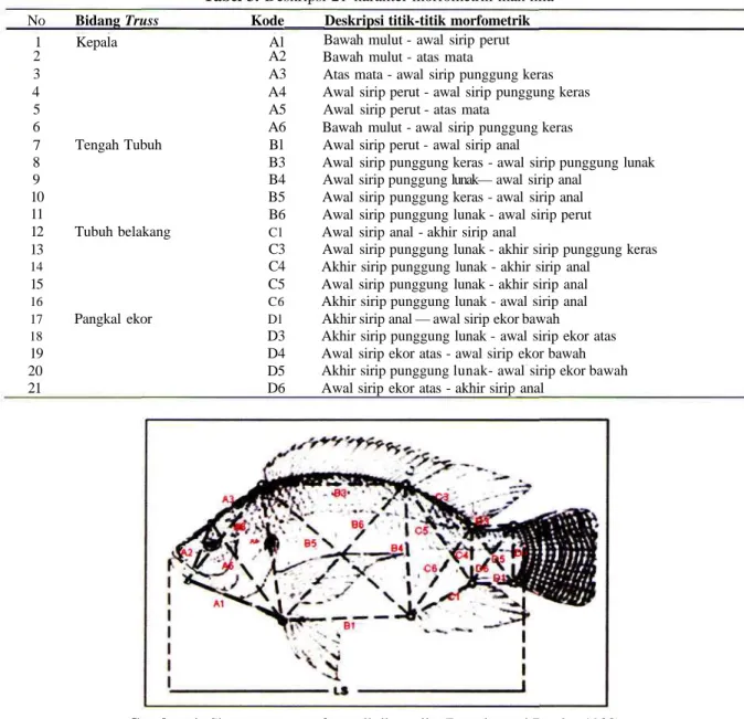 Tabel 3. Deskripsi 21 karakter morfometrik ikan nila No Bidang Truss Kode Deskripsi titik-titik morfometrik