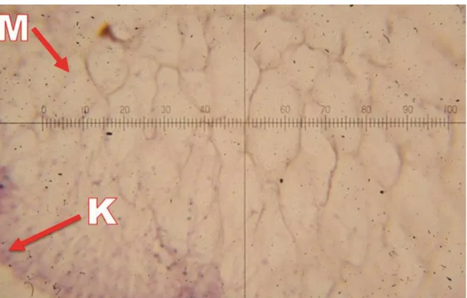 Gambar 1.  Penampang histologi jaringan rumput laut K. alvarezii (pembesaran 400x). (K: sel kortikal ; M: sel medular) 