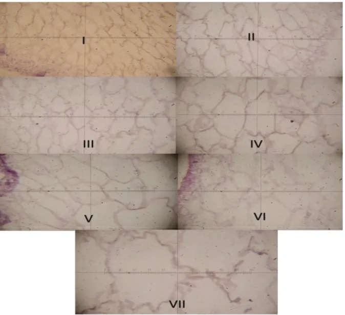 Gambar 2.   Penampang histologi jaringan rumput laut K. alvarezii setiap minggu selama penelitian (pembesaran 400x) 
