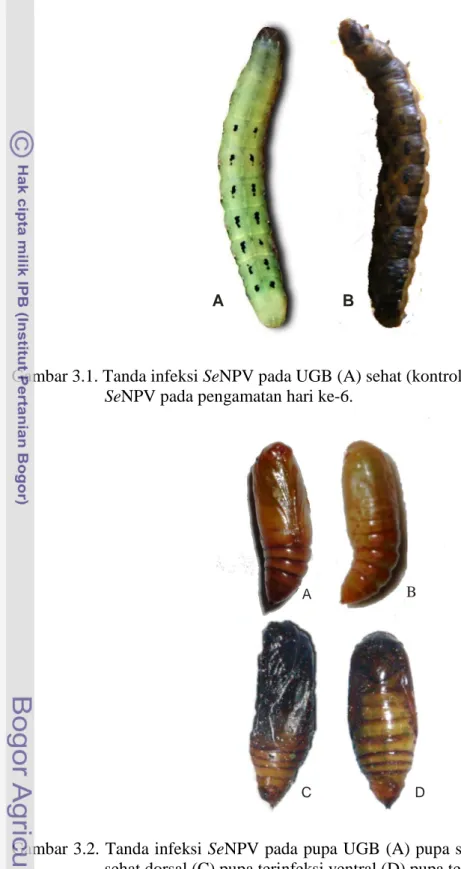 Gambar 3.1. Tanda infeksi SeNPV pada UGB (A) sehat (kontrol), dan (B) terinfeksi SeNPV pada pengamatan hari ke-6.