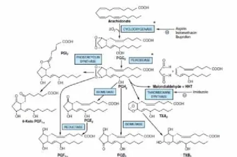 Gambar 1. Biosintesis mediator nyeri dengan jalur siklooksigenase (Murray et al., 2003)