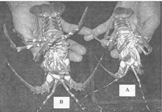 Gambar 3.  Perbandingan ukuran antara anakan lobster yang belum layak ekspor dengan berat 