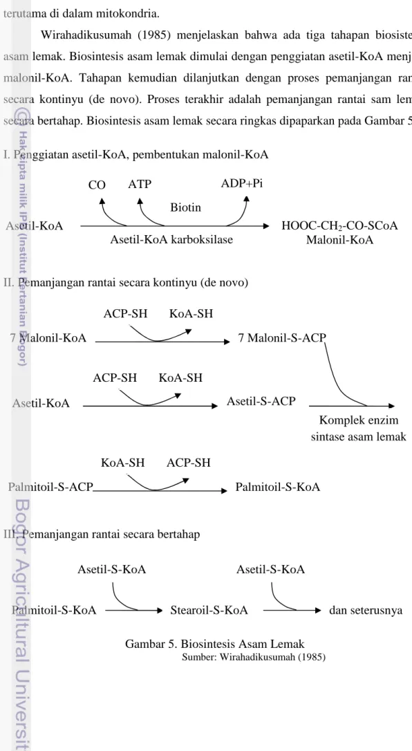 Gambar 5. Biosintesis Asam Lemak  