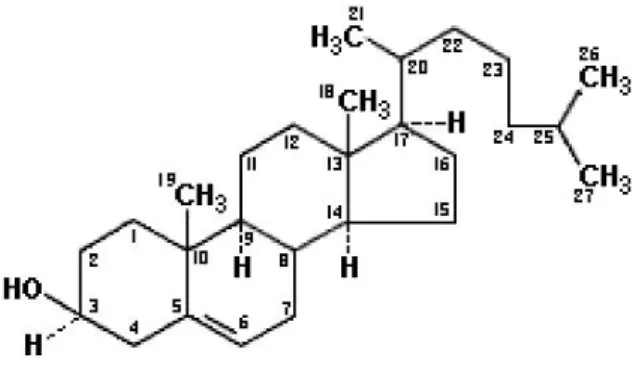 Ilustrasi 1. Struktur Kolesterol  