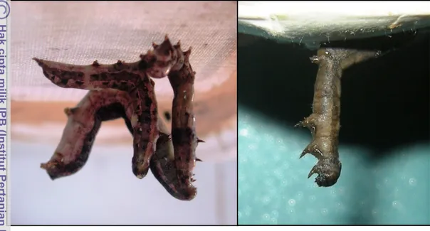 Gambar 2.4. Tanda larva terinfeksi NPV pada (A) S. litura dan (B) S. exigua (Gambar: koleksi pribadi)