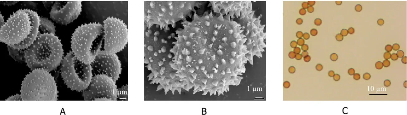 Gambar 1. Dinding sel spora jamur luka api yang berbentuk echinulate (A); verrucose-echinulate (B);   