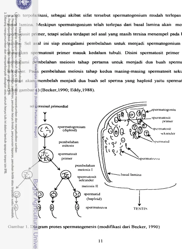 Gambar 1. Diagram proses spermatogenesis (modifikasi dari Becker,  1990) 