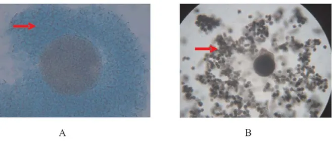 Gambar 1. Oosit sapi yang tidak mengalami apoptosis (A), Oosit yang   mengalami apoptosis (B)