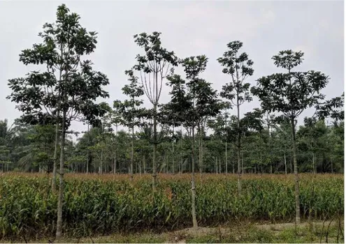 Gambar 15. Lahan sawah yang ditanami agroforestry padi-jagung- padi-jagung-jelutung 