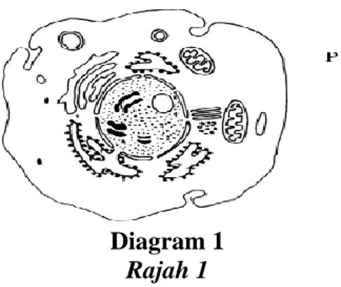 Diagram 1  Rajah 1     What is organelle P?  Apakah organel P?     A  Nucleus  Nukleus  B  Chloroplast  Kloroplas  C  Mitochondrion  Mitokondrion  D  Golgi body  Jasad Golgi    