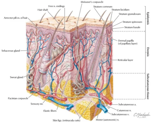 Gambar 1. Anatomi Kulit