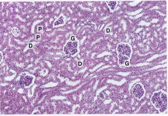 Gambar 4. Potongan melintang 400x  korteks ginjal, nampak (P) tubulus kontortus proksimal, (D) tubulus kontortus distal, (G) glomerulus (Junqueira, 2007) 