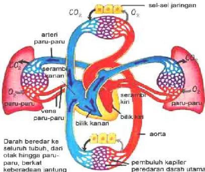 Gambar 2.6: Peredaran darah besar 40