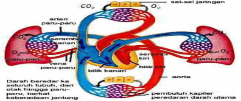 Gambar 2.6 51 Peredaran Darah Besar. 