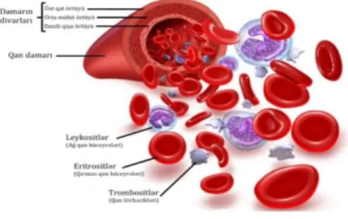 Gambar 2.2: SEL DARAH PUTIH DAN SEL DARAH MERAH  (https://www.google.co.id/search?dcr=0&amp;tbm=isch&amp;sa=1&amp;q=sel+darah+putih +dan+sel+darah+merah.jpg) 